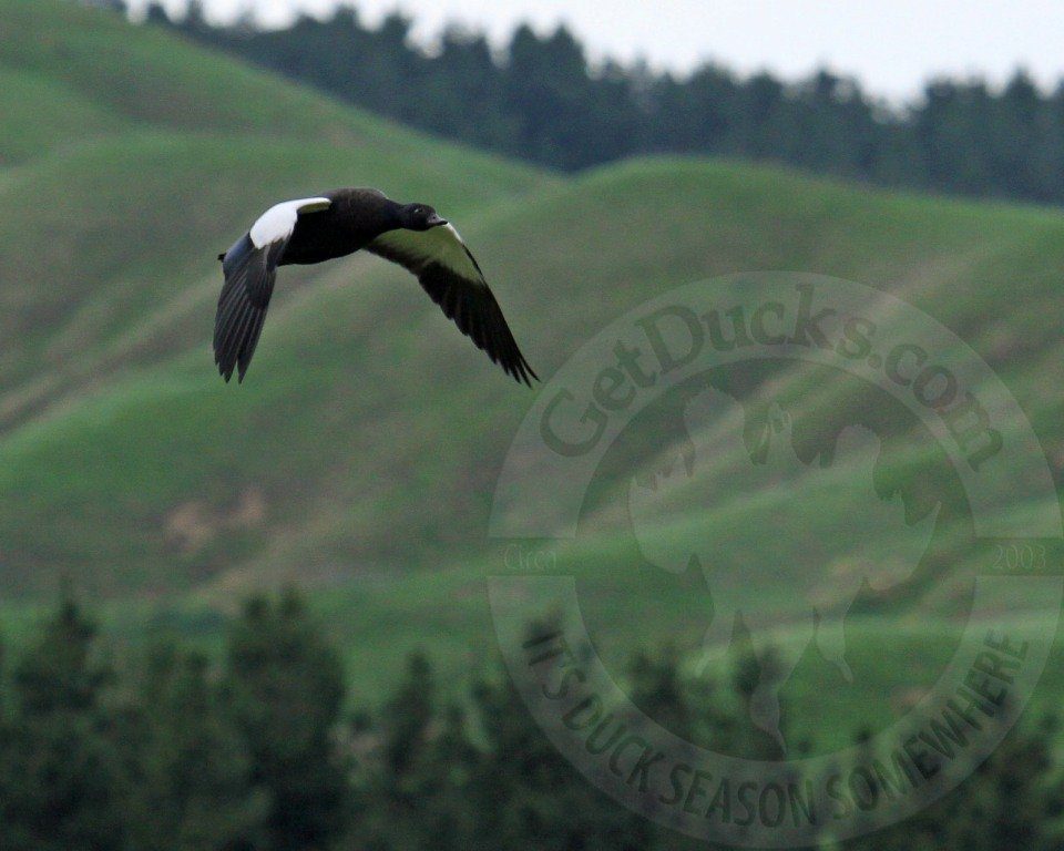 paradise shelducks new zealand duck hunting