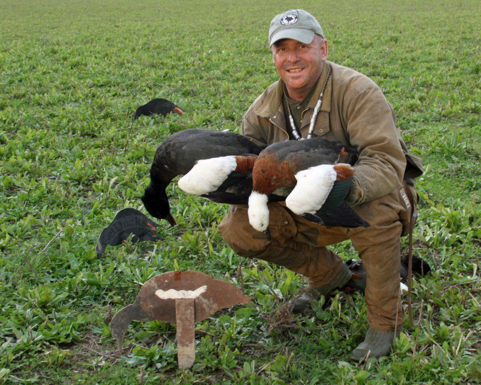 PARADISE SHELDUCK New Zealand duck hunt
