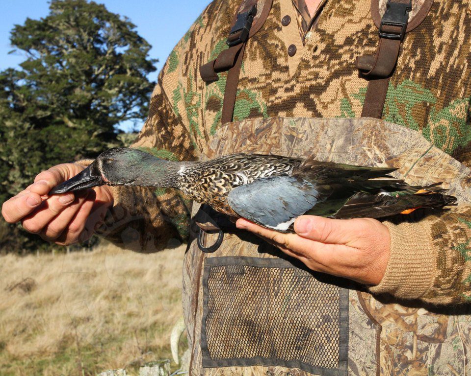 PARADISE SHELDUCK New Zealand hunting trips