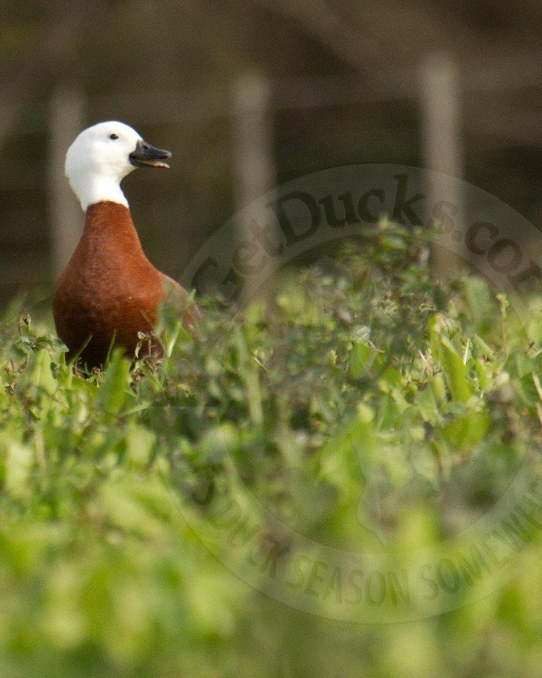 PARADISE SHELDUCK New Zealand hunts