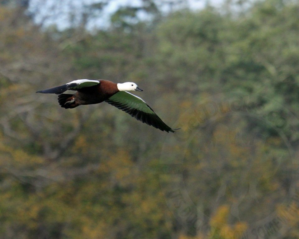New Zealand PARADISE SHELDUCK guided hunting expeditions