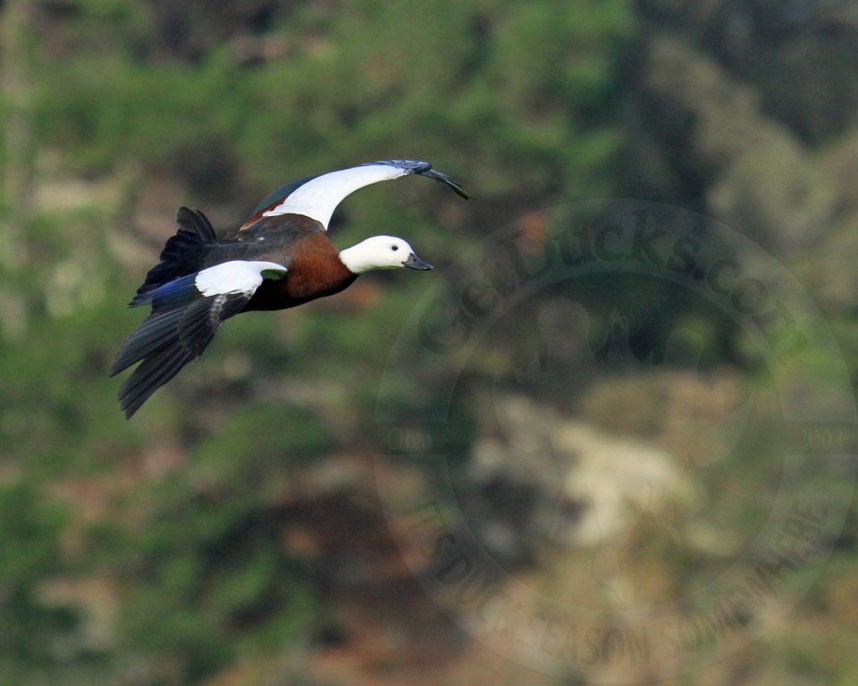 New Zealand PARADISE SHELDUCK guided hunting trips