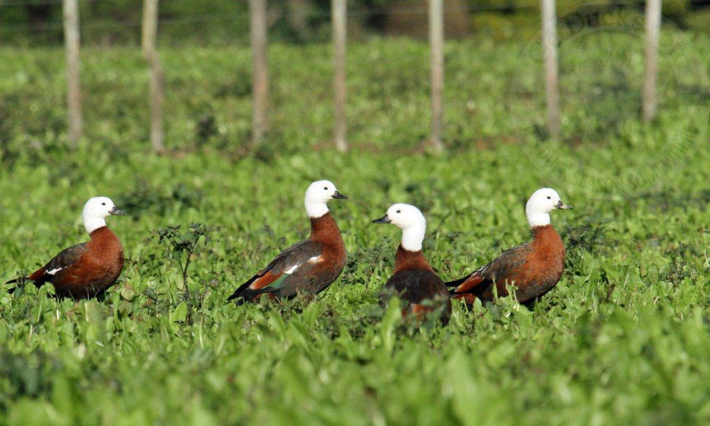 New Zealand PARADISE SHELDUCK guided hunts