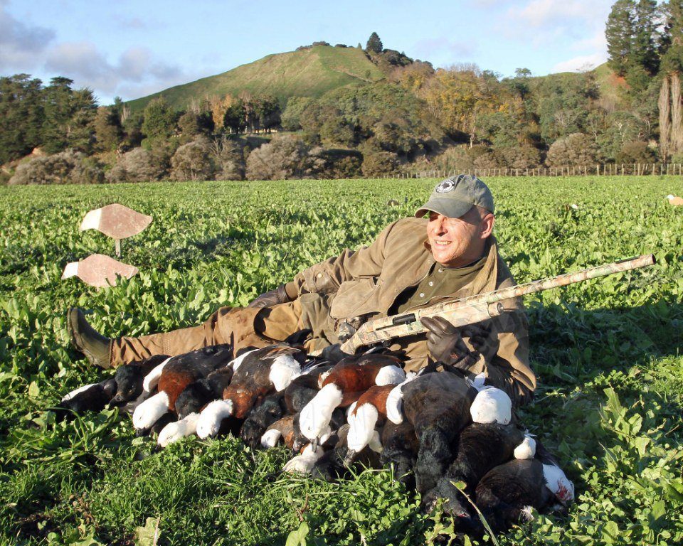 PARADISE SHELDUCK