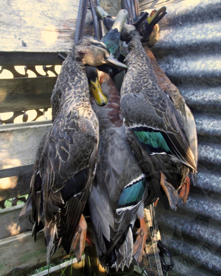 new zealand duck hunting numbers