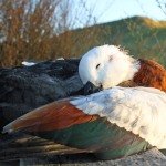 paradise shelducks new zealand duck hunting