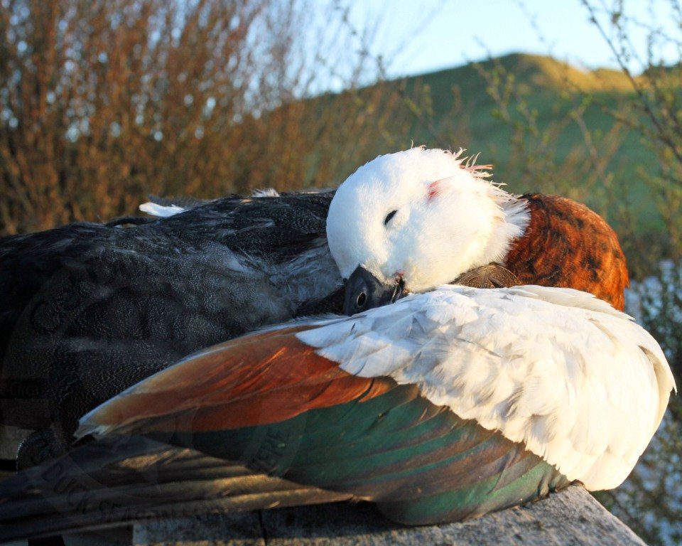 paradise shelducks new zealand duck hunting