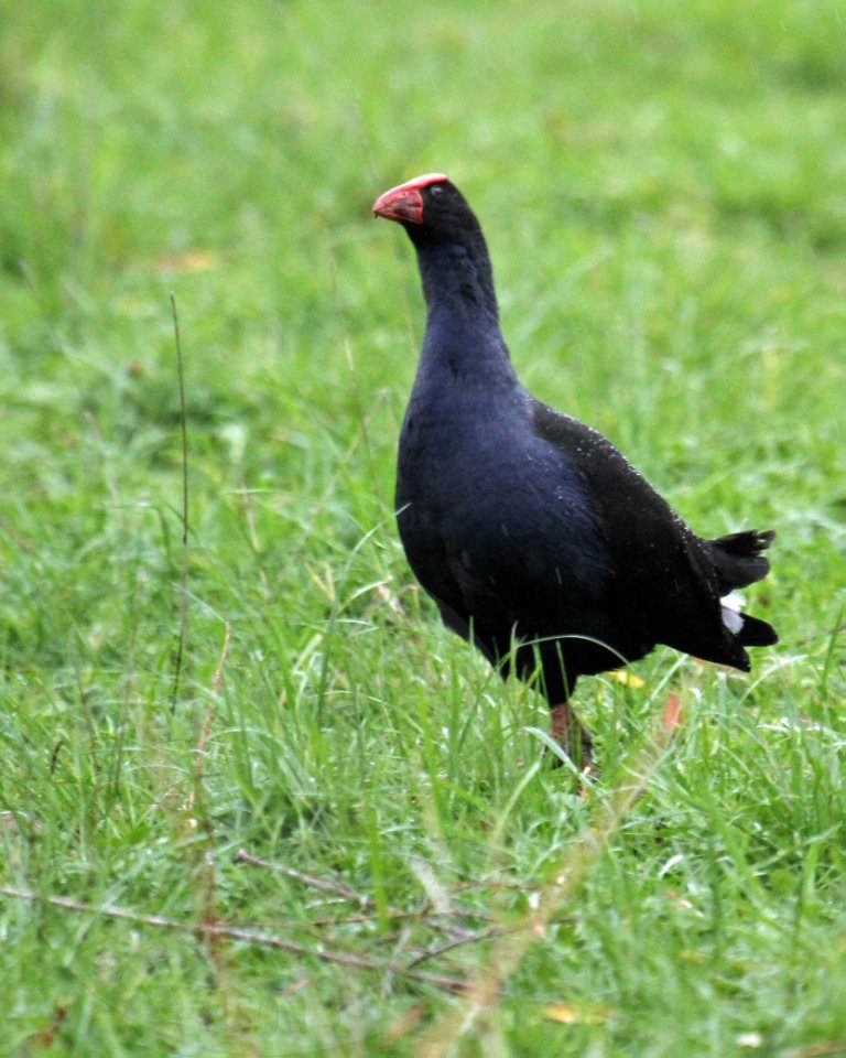 new zealand duck hunting pukeko