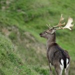 new zealand hunt fallow deer trips