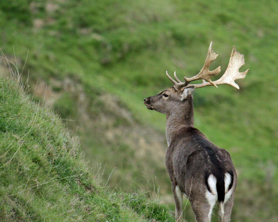 new zealand hunt fallow deer trips