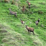 new zealand hunting guided trips