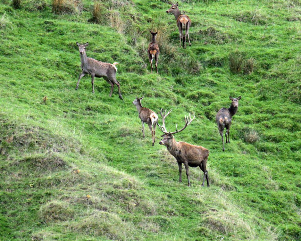 new zealand hunting guided trips