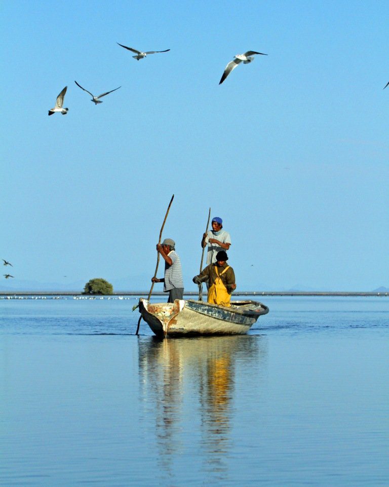 obregon mexico duck hunting