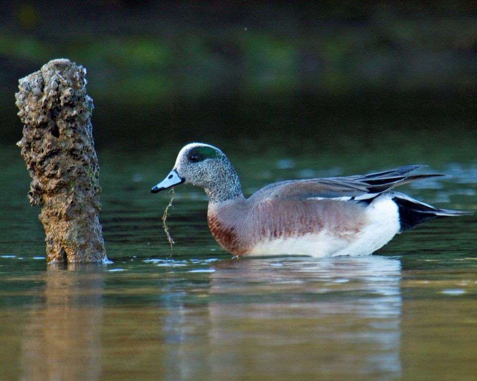 mexico duck hunting trips