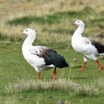 andean goose peru duck hunting