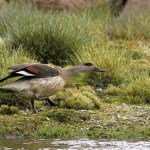 peru duck hunting crested duck