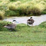 peru duck hunting puna teal