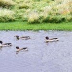 peru duck hunting sharp winged teal