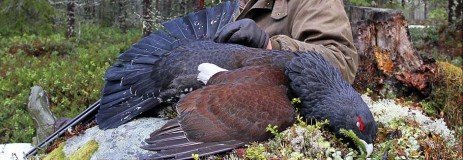 russia capercaillie hunting