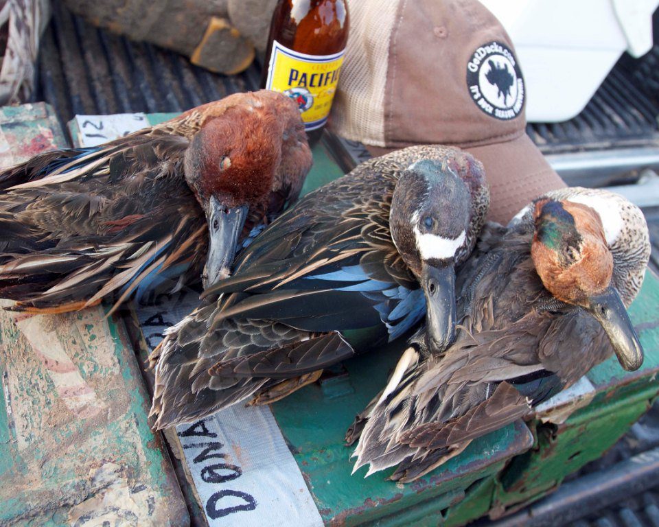 teal trio hunting mexico