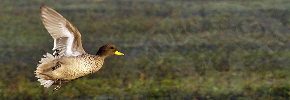 SPECKLED TEAL HEADER