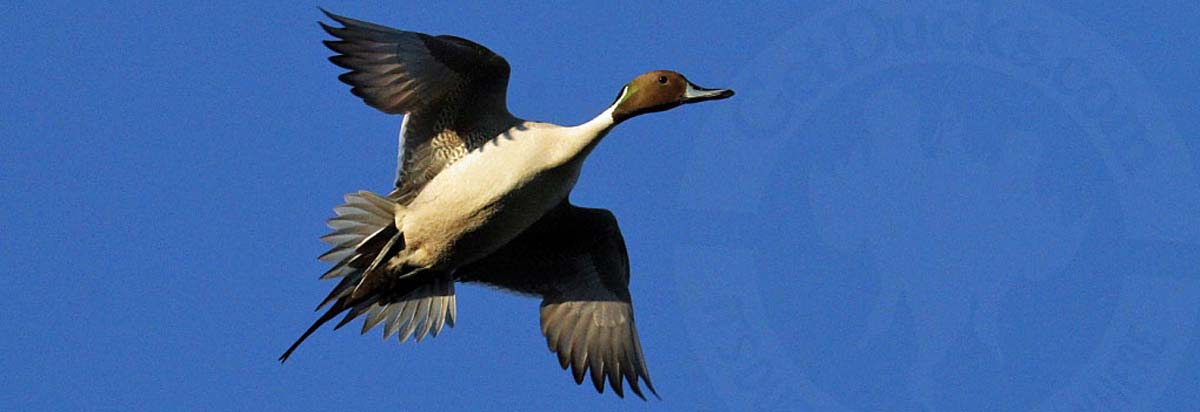 Northern Pintail