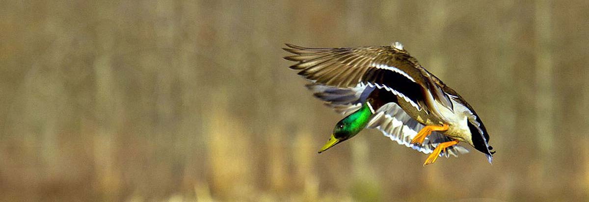 Kansas Duck and Goose Hunting