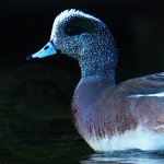 wigeon hunting mexico