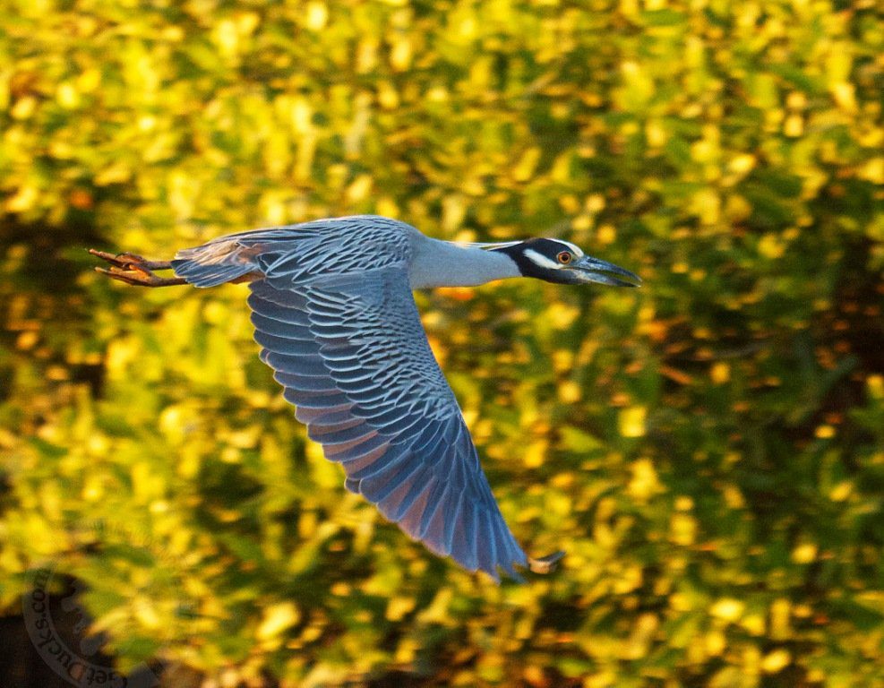 yellow crowned night heron