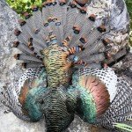 Mexico Ocellated Turkey Hunting
