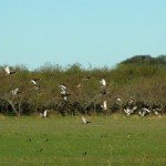 La Paz Argentina Duck Hunting