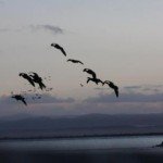 Baja Mexico Pacific Black Brant Hunting