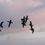 Baja Mexico Pacific Black Brant Hunting