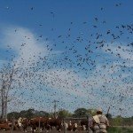 La Paz Argentina Duck Hunting