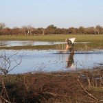 La Paz Argentina Duck Hunting