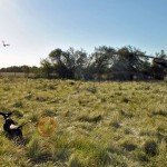 Rio Salado Argentina Perdiz Hunting