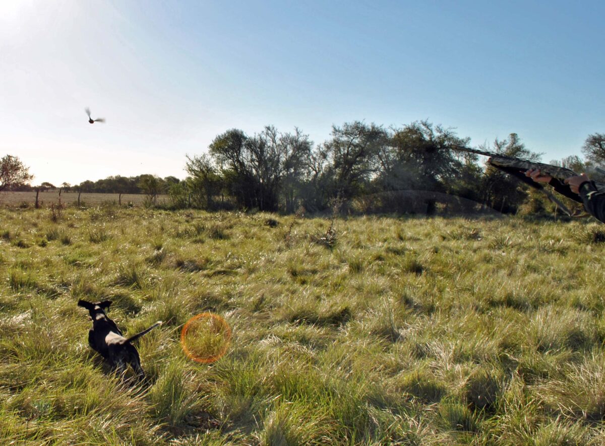 Rio Salado Argentina Perdiz Hunting