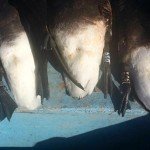 Baja Mexico Pacific Black Brant Hunting