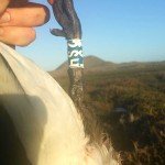 Baja Mexico Pacific Brant Hunting