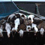 Nova Scotia Sink Box Duck Hunting