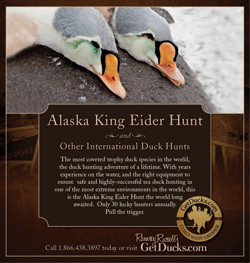 King%20Eider%20AdV5_498x525