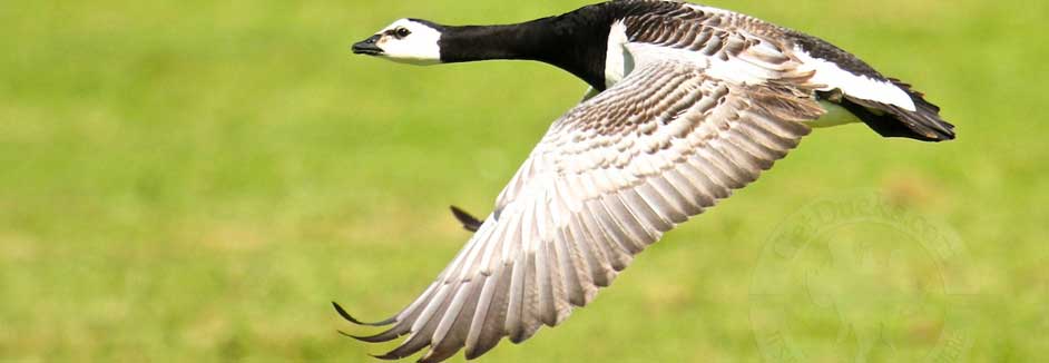 barnacle goose