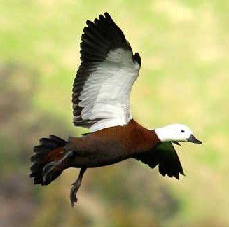 PARADISE SHELDUCK