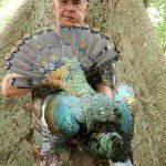 Ocellated Turkey Hunting