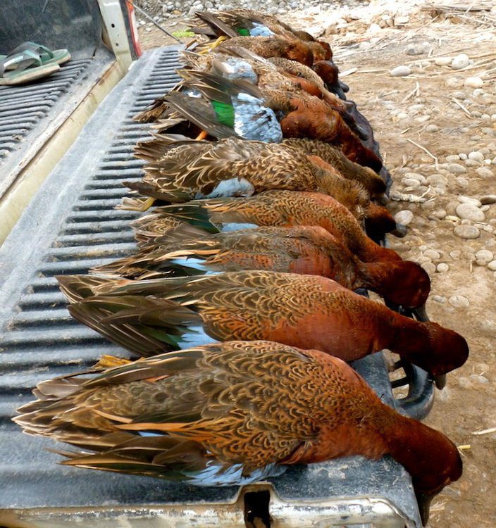 Peru Cinnamon Teal Hunting