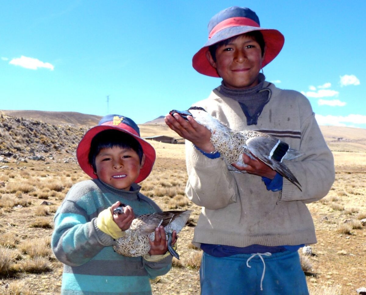 Peru Duck Hunting