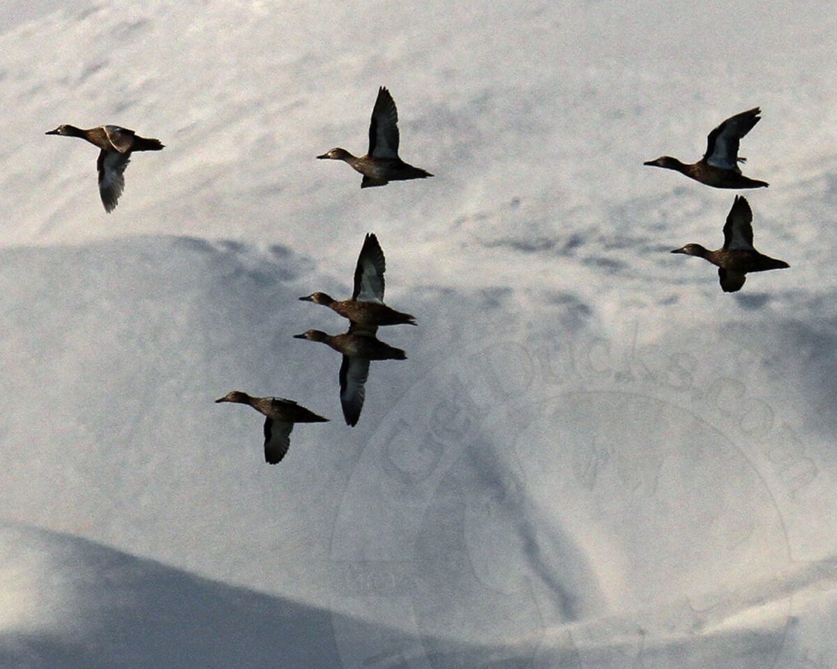 Peru Duck Hunting