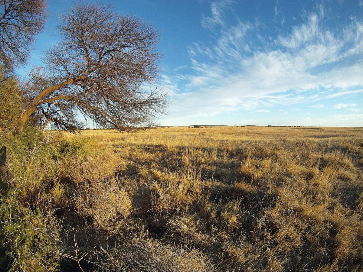 South Africa Bird Hunting