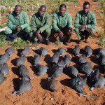 South Africa Bird Hunting