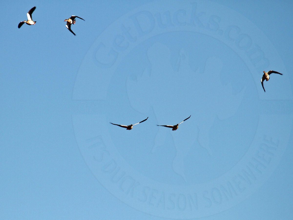 South Africa Bird Hunting